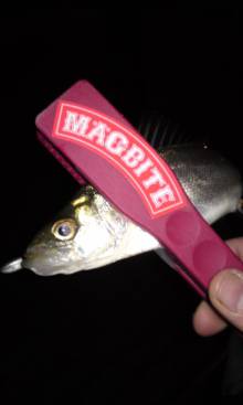 兵庫突堤 ウキ釣り＆メバリングでタチウオ＆…