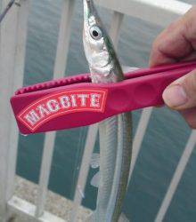 大蔵海岸でのサヨリ釣れっぱなしでした♪♪