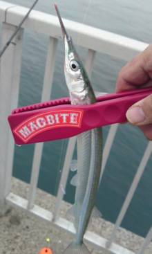 大蔵海岸でのサヨリ釣れっぱなしでした♪♪