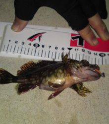 須磨にてメバリング、ボトムでガシライレグイ♪♪　