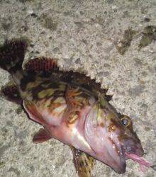 垂水漁港ボトムでガシラ♪　メバルはショートバイトで・・・