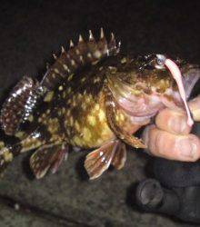 垂水漁港ボトムでガシラ♪　メバルはショートバイトで・・・