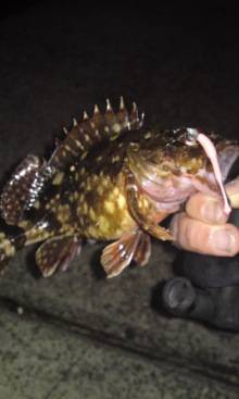 垂水漁港ボトムでガシラ♪　メバルはショートバイトで・・・