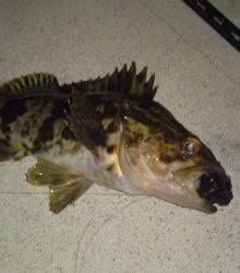 メバリングトーナメント他魚種の部入賞♪♪