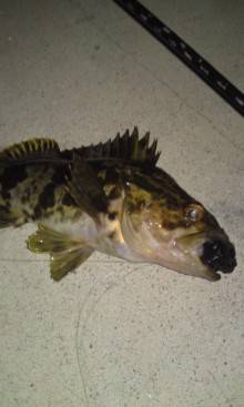 メバリングトーナメント他魚種の部入賞♪♪