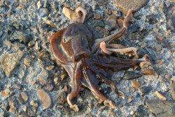 喜多の投げ釣りでキス＆タコ！　バラシ連続が残念でした・・・