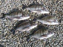 【4日湯浅の磯】チヌ良サイズが釣れています！