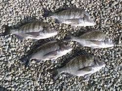 【4日湯浅の磯】チヌ良サイズが釣れています…