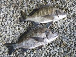 【4日湯浅の磯】続・チヌ良サイズが釣れてい…