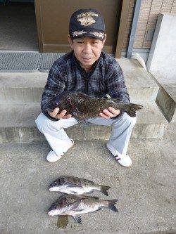 湯浅の磯、良いサイズのチヌ釣れています♪