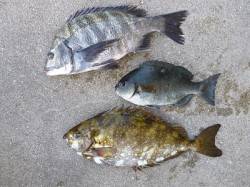 チヌにグレにアイゴに...湯浅の磯フカセ釣…