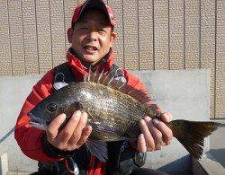 チヌ、納得の50cm！湯浅フカセ釣果