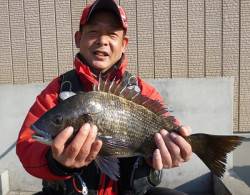 チヌ、納得の50cm！湯浅フカセ釣果