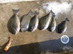 フカセ釣りでグレの釣果　12日湯浅の磯で