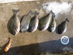 フカセ釣りでグレの釣果　12日湯浅の磯で