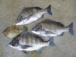 チヌが好調♪　湯浅の磯