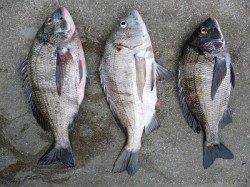 湯浅の磯フカセでチヌ釣り、良型3枚揃いました！！