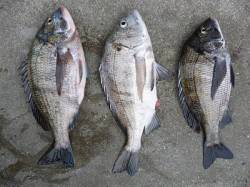 湯浅の磯フカセでチヌ釣り、良型3枚揃いまし…