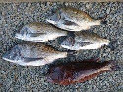 湯浅の磯で良型チヌとカンダイの釣果☆