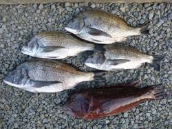 湯浅の磯で良型チヌとカンダイの釣果☆