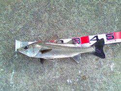 西宮浜 エビ撒きでハネ49＆51cm