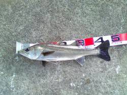 西宮浜 エビ撒きでハネ49＆51cm