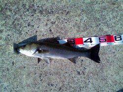 西宮浜 エビ撒きでハネ49＆51cm