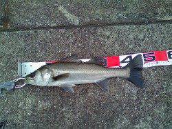 南甲子園浜でエビ撒き釣り。ここにも大物がいますよ♪