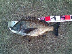 南甲子園浜でエビ撒き釣り。ここにも大物がいますよ♪