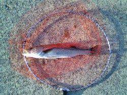 南甲子園浜でエビ撒き釣り、52cmのハネＧＥＴ！