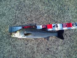 南甲子園浜でエビ撒き釣り、52cmのハネＧ…