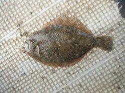 泉大津・岸和田リアルタイム（５日）