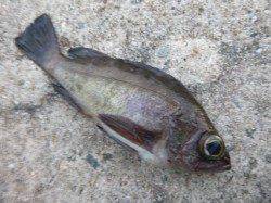 空港ＲＴ　メバル・ガシラの釣果