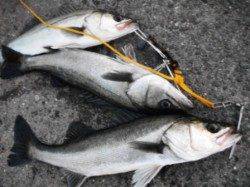 倉庫前でもハネが好調の様子♪