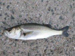 北公園のエビ撒き夕撒きハネ釣り