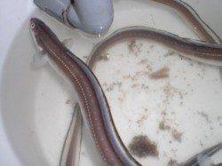 兵庫突堤でガシラ連発!