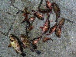 淡路！翼港にカンダイをもとめて、いざ出陣