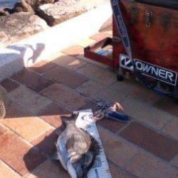 【チヌ情報有り！】南芦屋浜