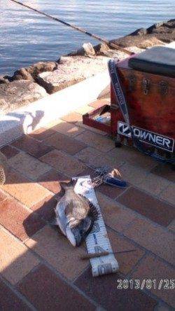 【チヌ情報有り！】南芦屋浜