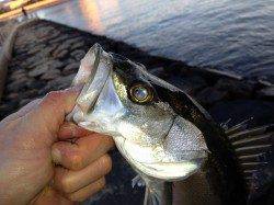 【エビ撒きいいぞ!!】南芦屋浜リアルタイム