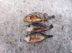 本荘人工島 魚の気配薄い中メバル3匹