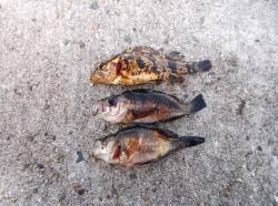 本荘人工島 魚の気配薄い中メバル3匹