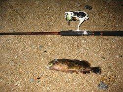 アジュール舞子～西舞子、ロックフィッシュ！