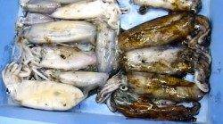 白浜椿 ヤエンでアオリイカのキロオーバー多数！