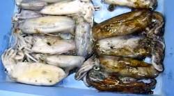 白浜椿 ヤエンでアオリイカのキロオーバー多…