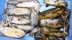 白浜椿 ヤエンでアオリイカのキロオーバー多数！