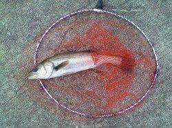 西宮浜 エビ撒き釣りでハネ2匹＆キビレ☆