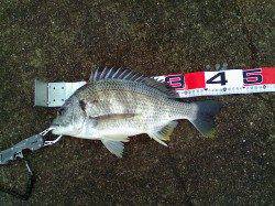 西宮浜 エビ撒き釣りでハネ2匹＆キビレ☆