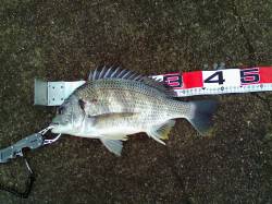 西宮浜 エビ撒き釣りでハネ2匹＆キビレ☆