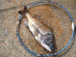 【今日もサヨリ祭り】アジュール舞子